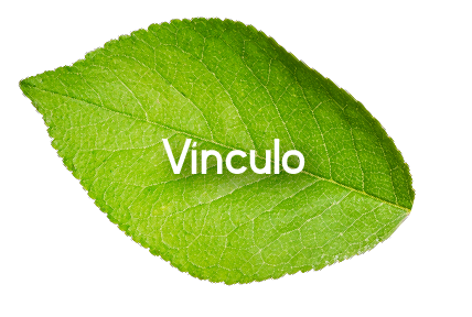 Vínculo